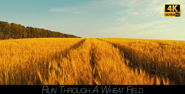 Run Through A Wheat Field 2