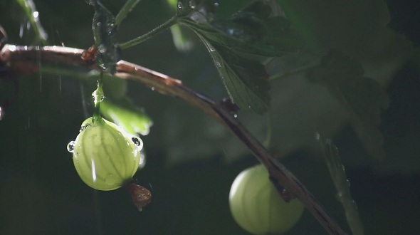 Berry in The Rain