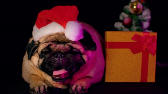 Pug Dog in a Hat Like Santa Claus