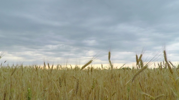 Golden Wheat Field
