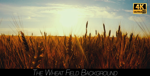 The Wheat Field 2