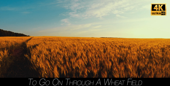 To Go On Through A Wheat Field 3