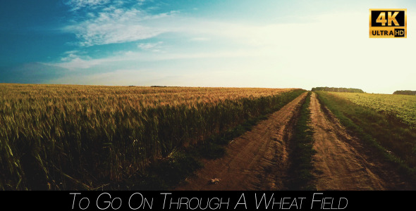 To Go On Through A Wheat Field 4