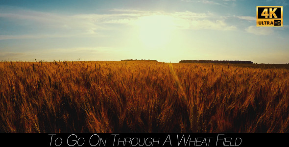 To Go On Through A Wheat Field 5