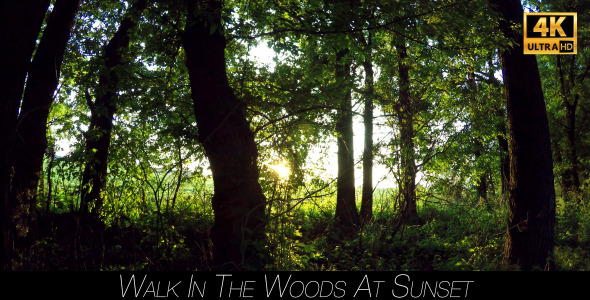 Walk In The Woods At Sunset 4