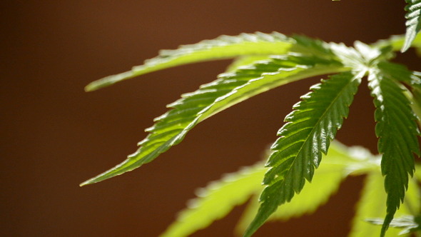 Maryjane Plant Leaves