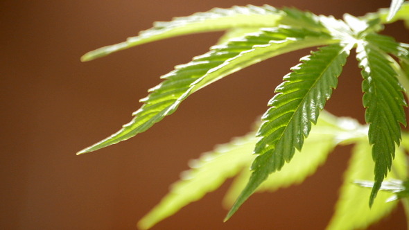 Marijuana Cannabis Leaves