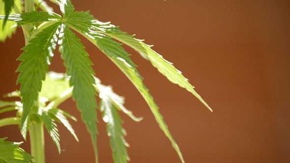 Maryjane Cannabis Leaves