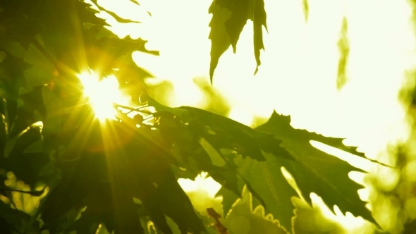 Glowing Tree Leaves