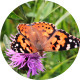 Butterfly on Pink Flower - VideoHive Item for Sale