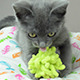 Grey Little Kitten Playing - VideoHive Item for Sale