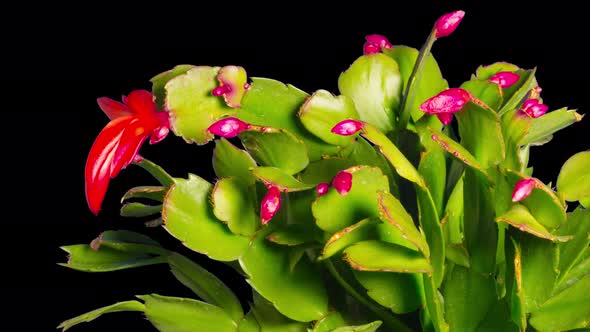 Schlumbergera Blooms, time-lapse with alpha channel