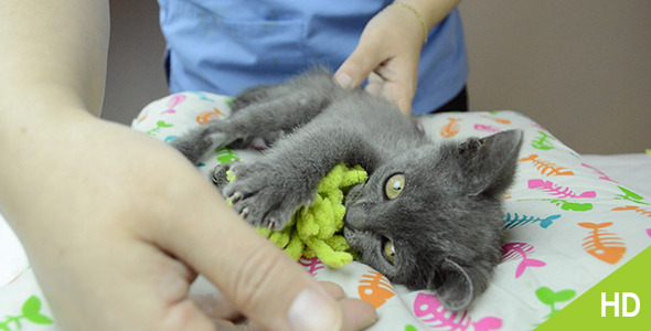 Vet hands Playing with Cute Kitten
