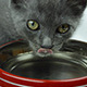 Kitten Drinking Water - VideoHive Item for Sale