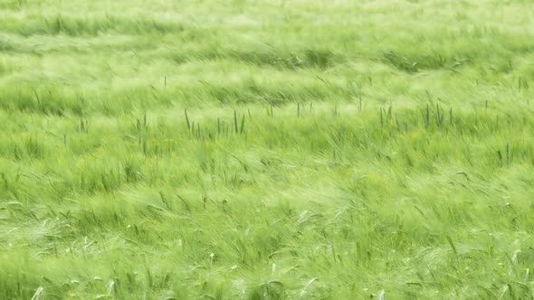 Cereal Field in the Wind