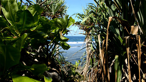 Jungle Plants in Ocean Beach