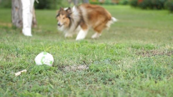 Collie brought a ball.