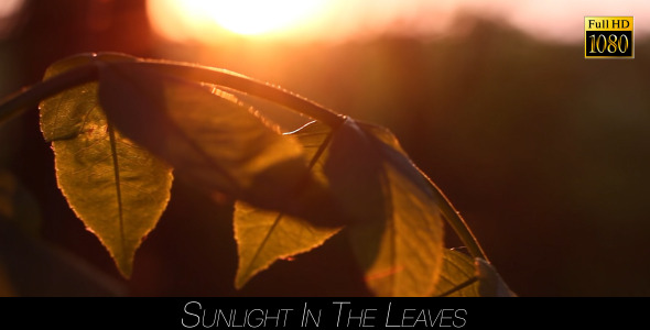 Sunlight In The Leaves 63
