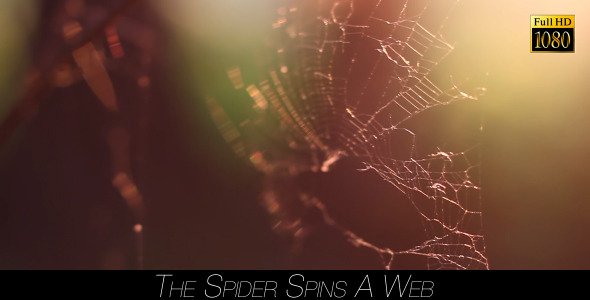 The Spider Spins A Web 7