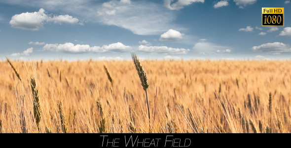 The Wheat Field 4