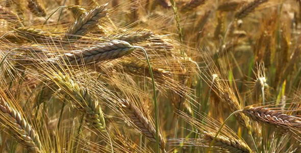 Field of Golden Wheat Pack 1