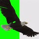 American Eagle - USA Flag - Flying Transition - V - 143