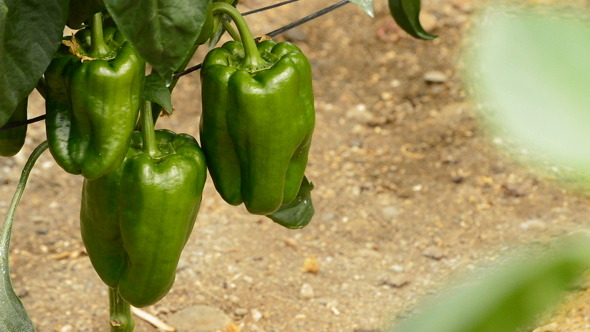 Pepper Fruit Hanging in Greenhouse