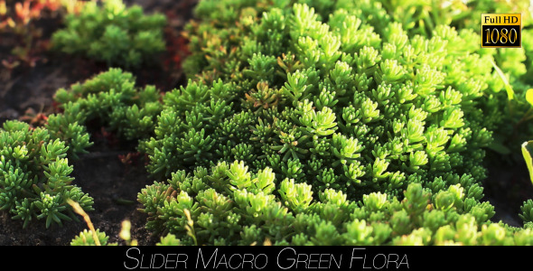 Green Flora 5