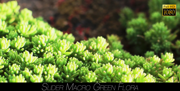 Green Flora 6