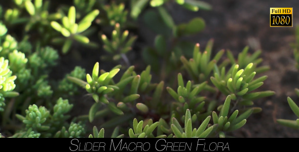 Green Flora 8