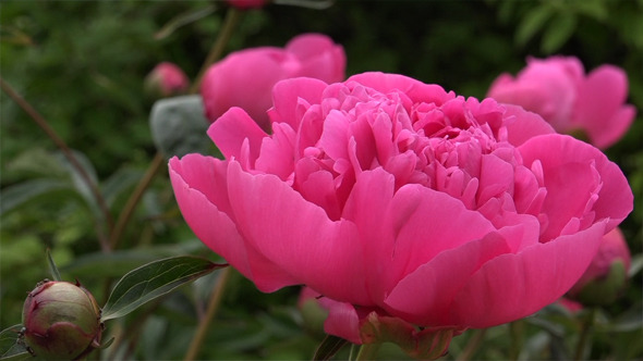 Peony