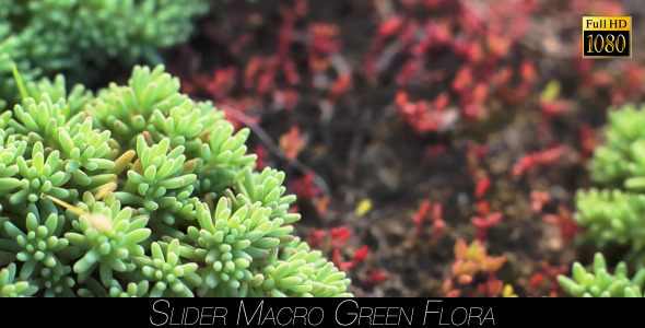 Green Flora 19