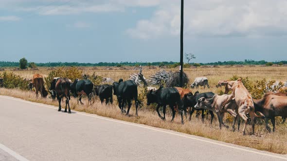 Herd of African Humpback Cows Walking at the Side of the Asphalt Road Zanzibar