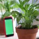 Vlogger recording webinar. Houseplants care in a pot. - VideoHive Item for Sale