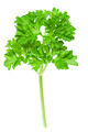 Spices: Fresh parsley leaves over white background - PhotoDune Item for Sale