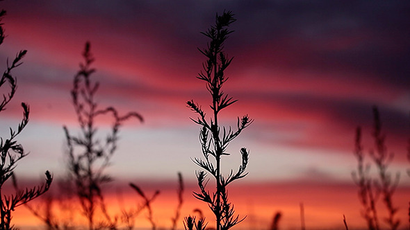 Wheat Ears at Sunset