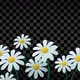 Chamomile Flowers Decoration - VideoHive Item for Sale