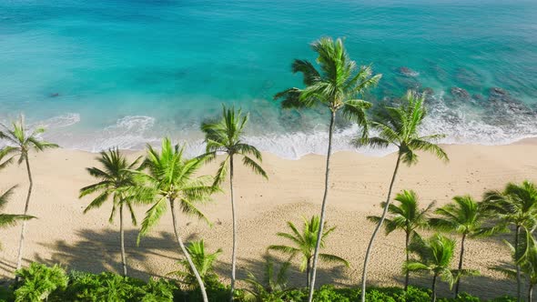 Summer Travel Copy Background Beautiful Aerial Beach with Cinematic Green Palms