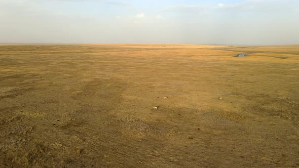 Wild Saiga Antelope Running. Herd of Antelope Running on Steppes To River.  Hdr Slow Motion