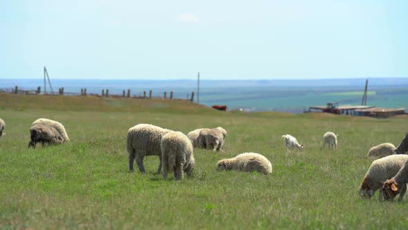 Many Lambs are Grazing and Eat Green Grass Near the Form in Sunny Summer Day