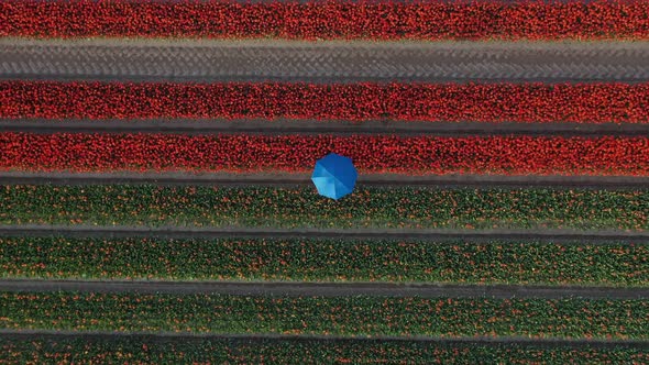 Aerial view of a person with an umbrella in a field, Belgium.