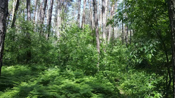 Trees in the Forest By Summer Day