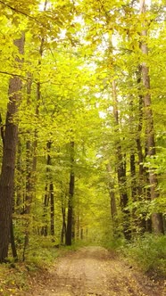 Vertical Video of Trees in the Forest in Autumn