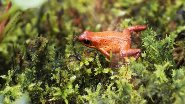 panning shot of a strawberry poison dart frog walking on moss and eating an insect