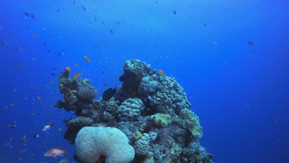 Tropical Coral Garden Underwater Life