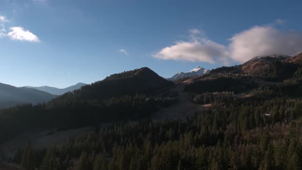 Aerial view of forest lowering near tree