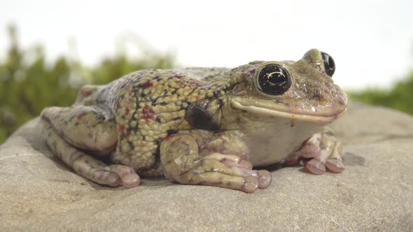 Frog Sitting on a Stone on Green Moss in White Background