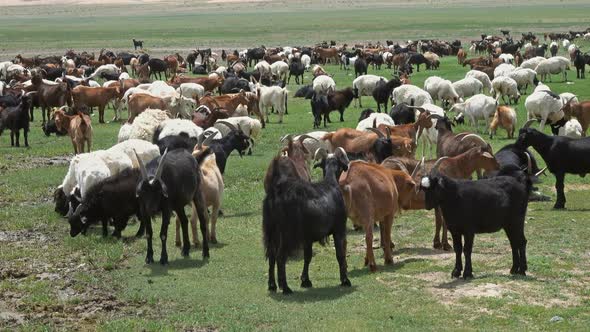 Herd of Sheep and Goats Grazing