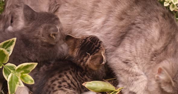 Gray Cat Feeding Her Little Cubs with Milk  Movie
