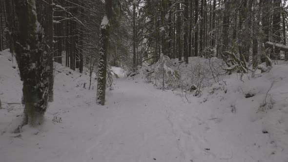 Hiking Path in Canadian Nature Trees in Forest Winter Snow Sunny Sky